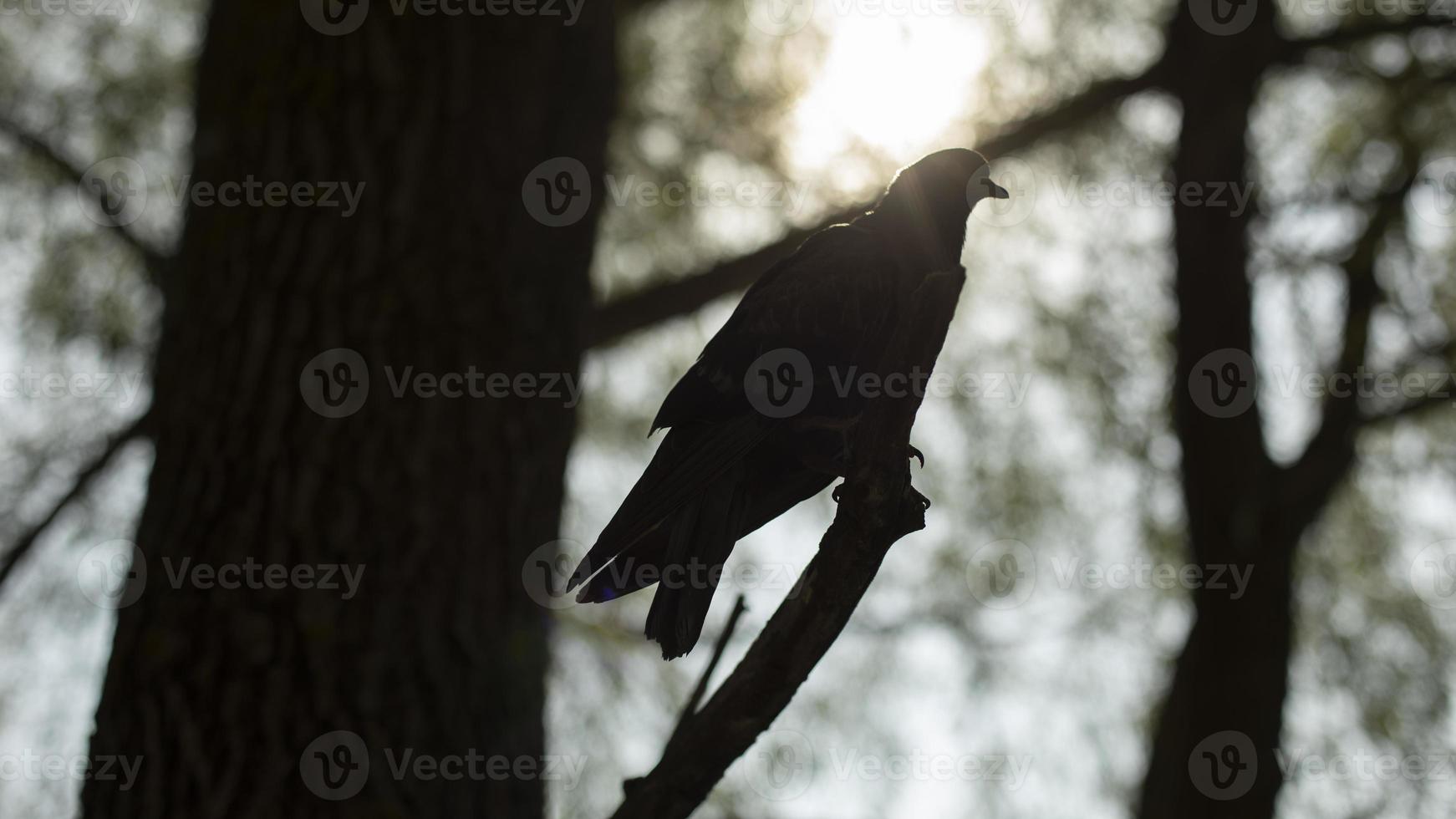 Pigeon on branch. Silhouette of bird on tree. Bird in park. photo