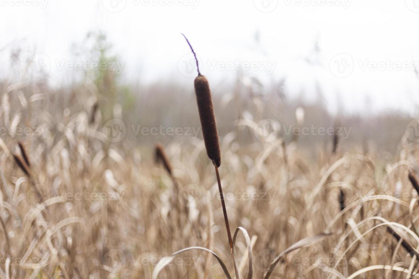 Reeds in swamp. Plants in autumn. photo