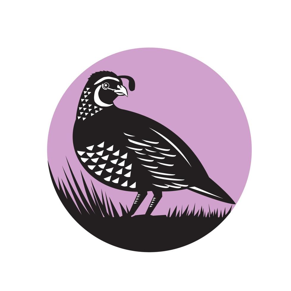 California Valley Quail Bird Circle Retro vector