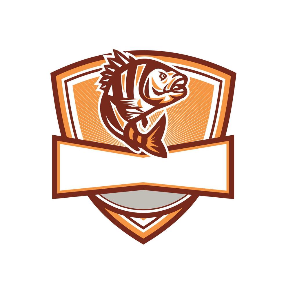 Sheepshead Fish Jumping Sunburst Crest Retro vector