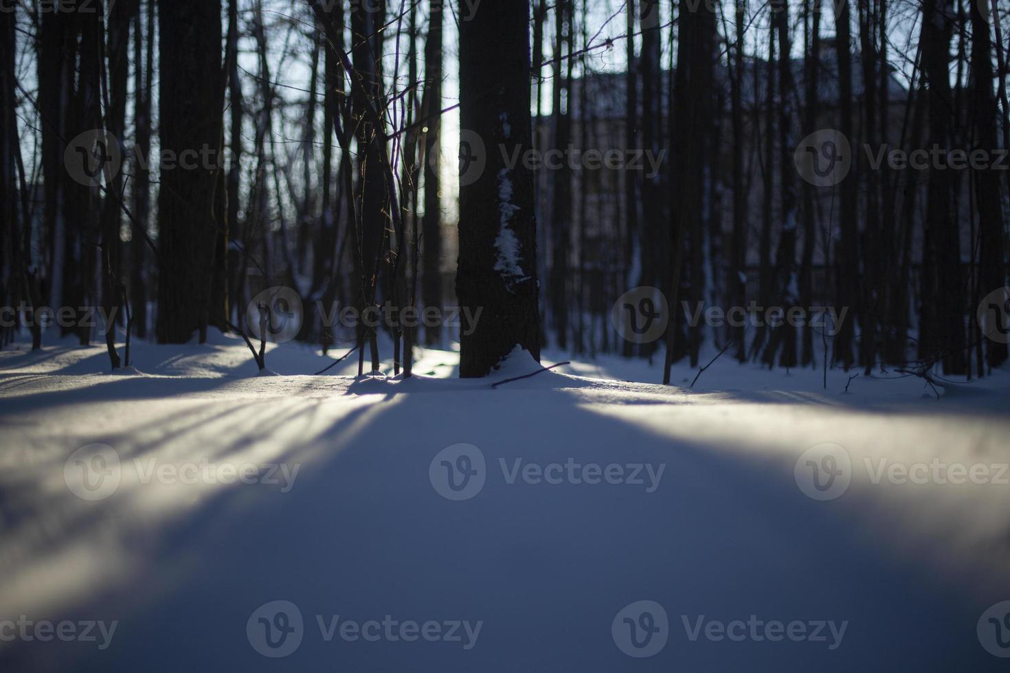 Snowy landscape. Shadows in snow, sun sets behind trees in winter. photo