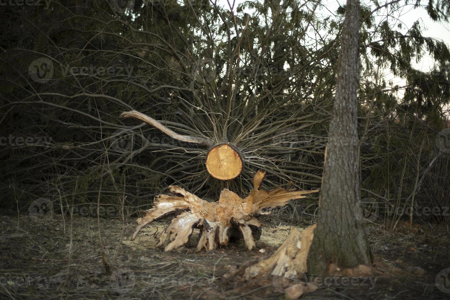 Broken tree in woods. Large spruce tree fell. Old tree. photo