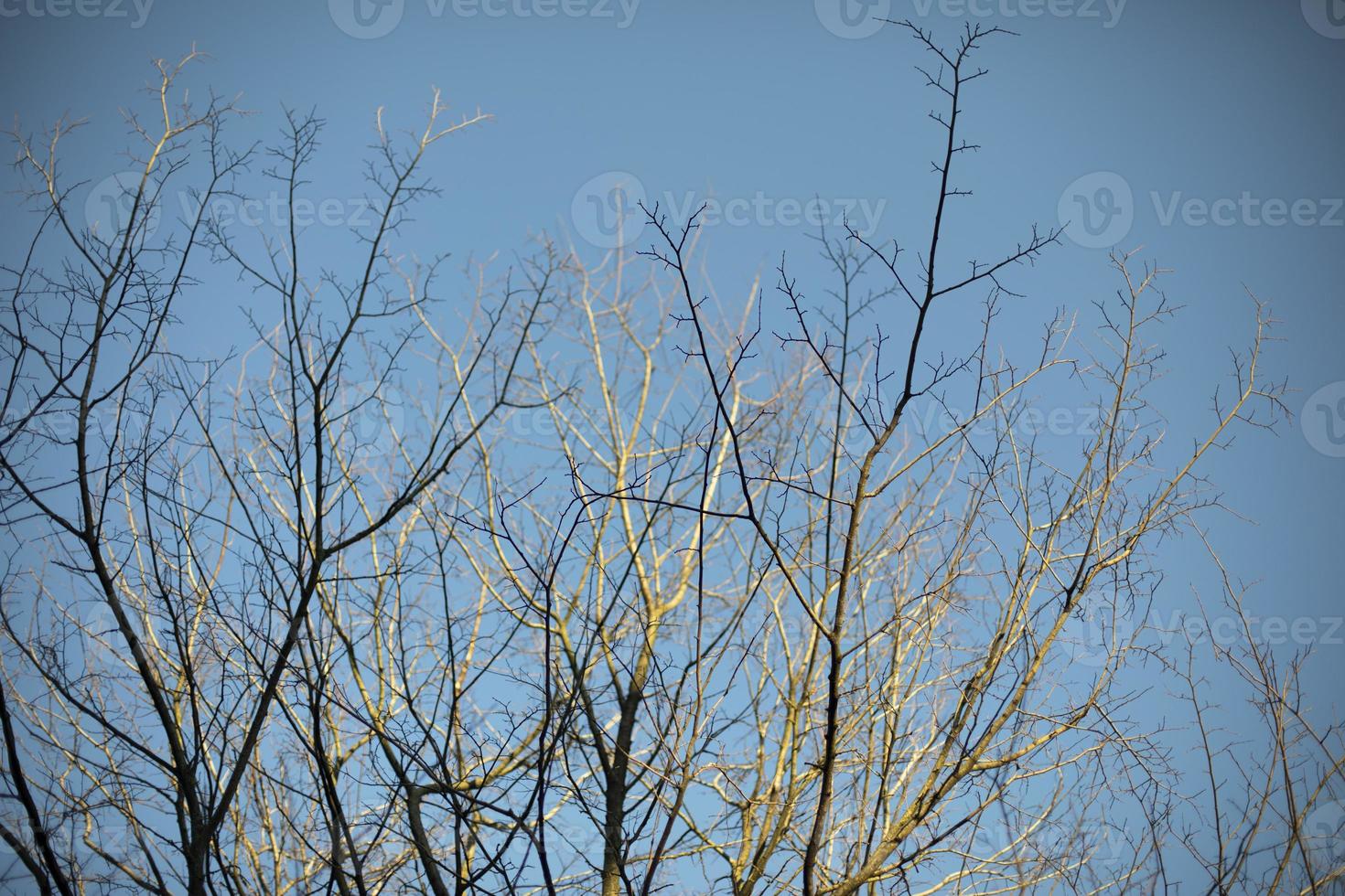 Trees in park. Tree against sky. photo
