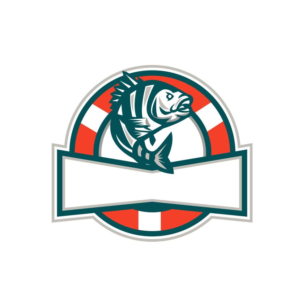 Sheepshead Fish Jumping Lifesaver Circle Retro vector