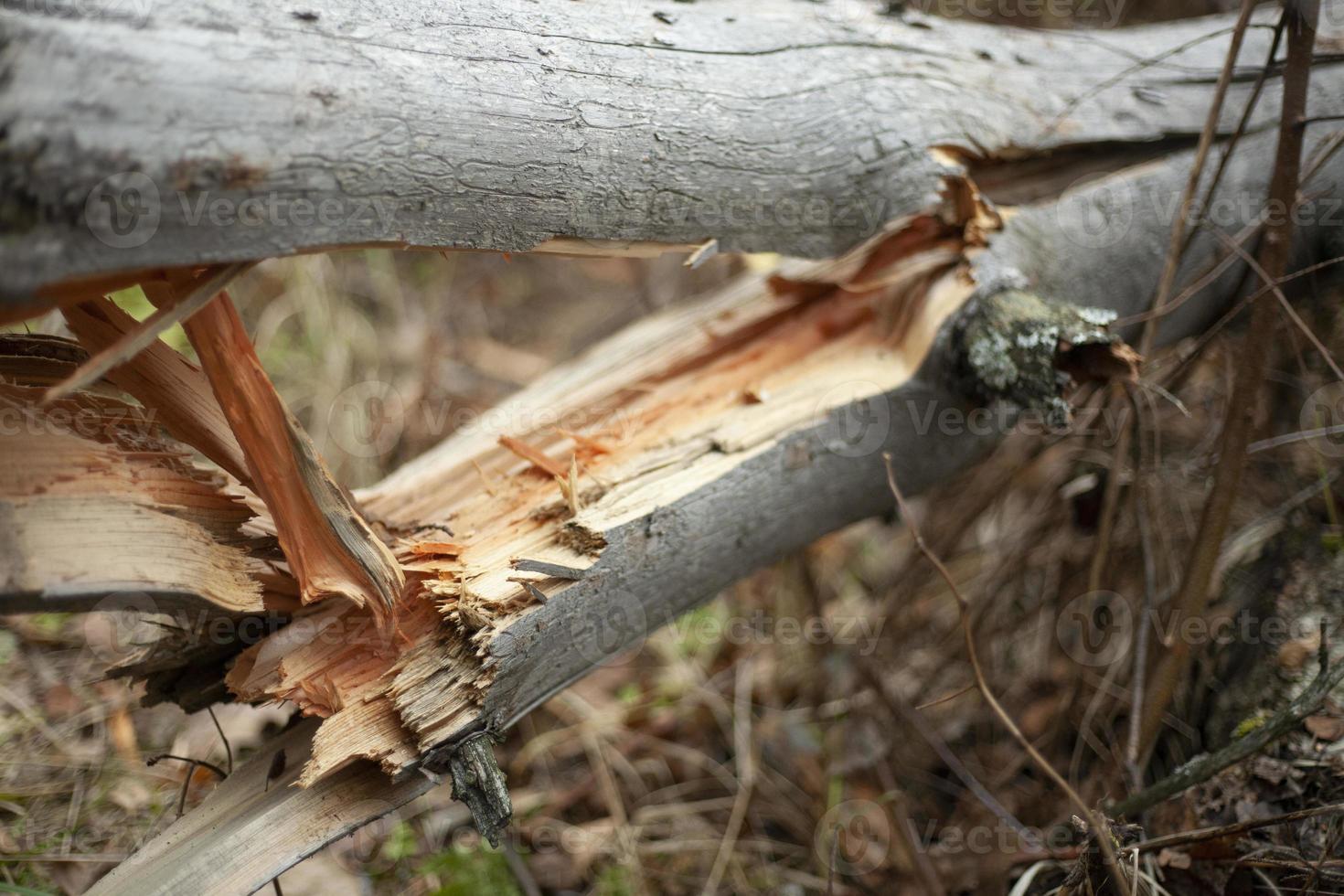 Details of deforestation. Old trees. Dry logs. photo