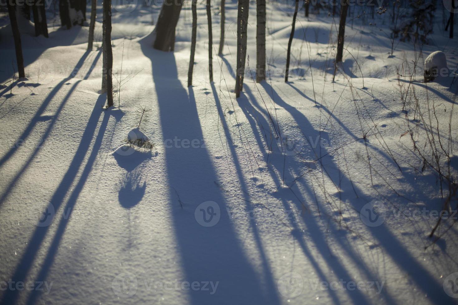 Details of park in winter. Cold winter light on surface of snow. photo