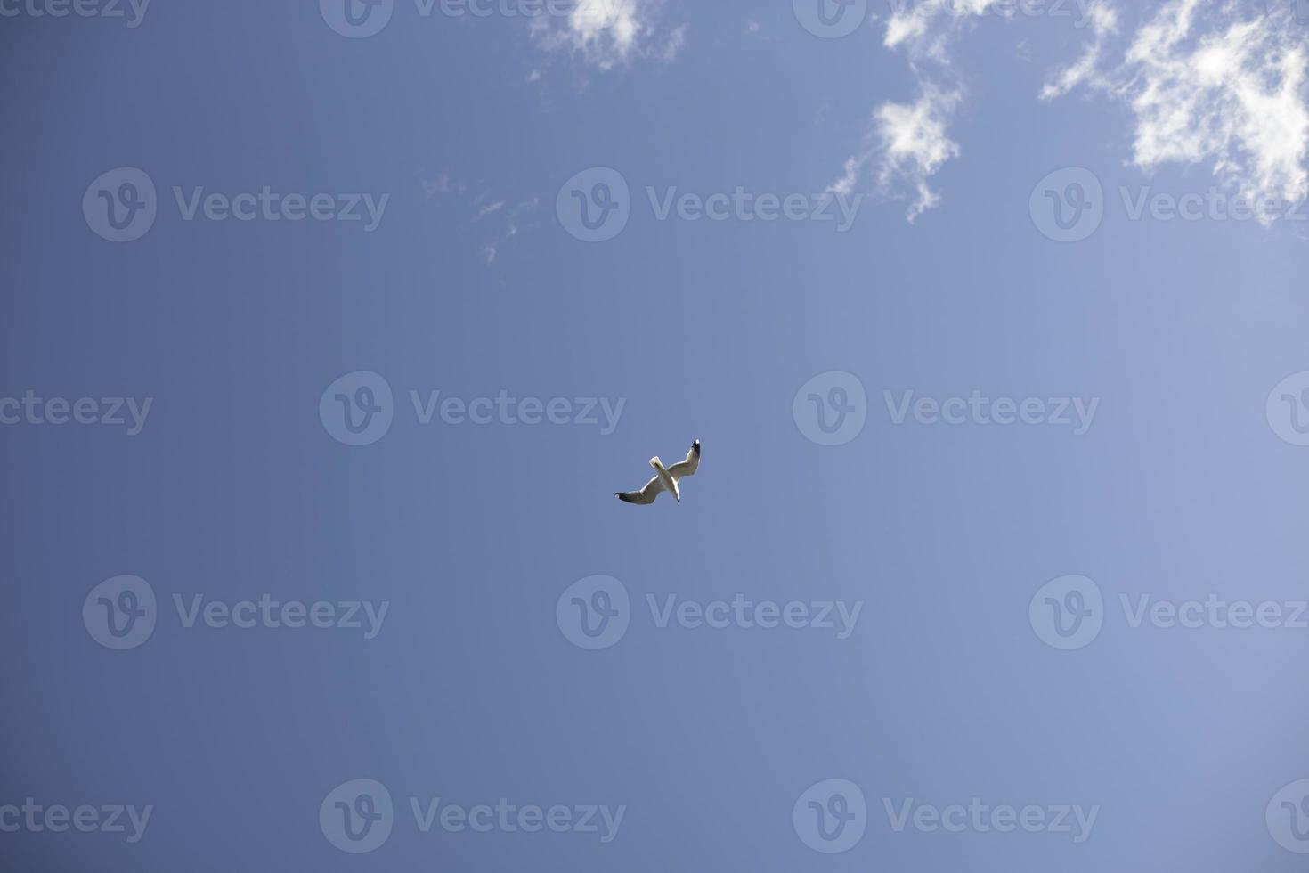 Bird flies. Seagull on blue background. photo