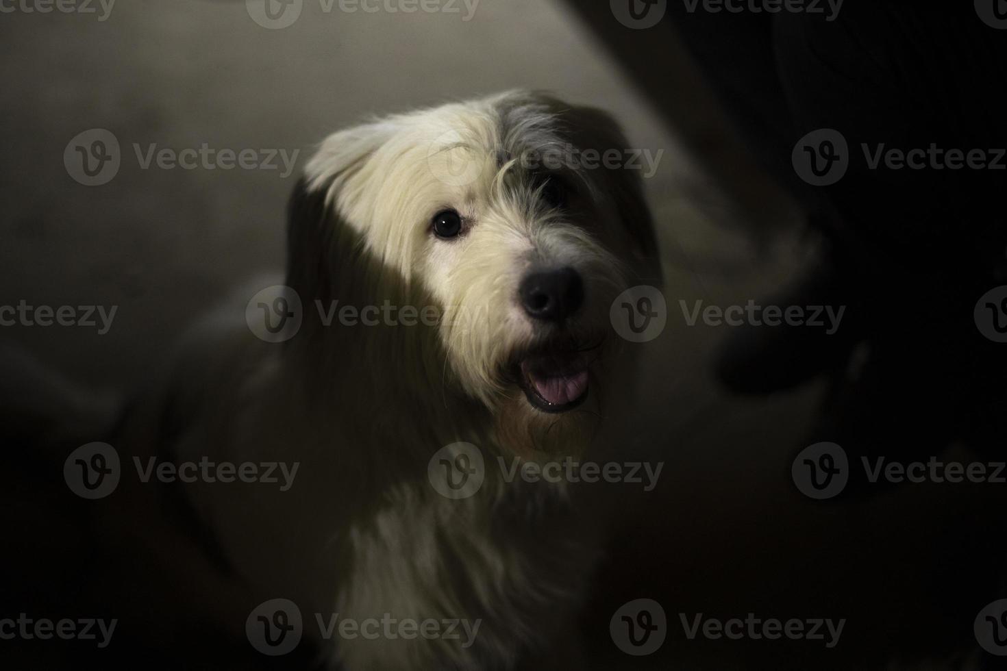 Dog in dark. Dog with white hair. Portrait of pet. photo
