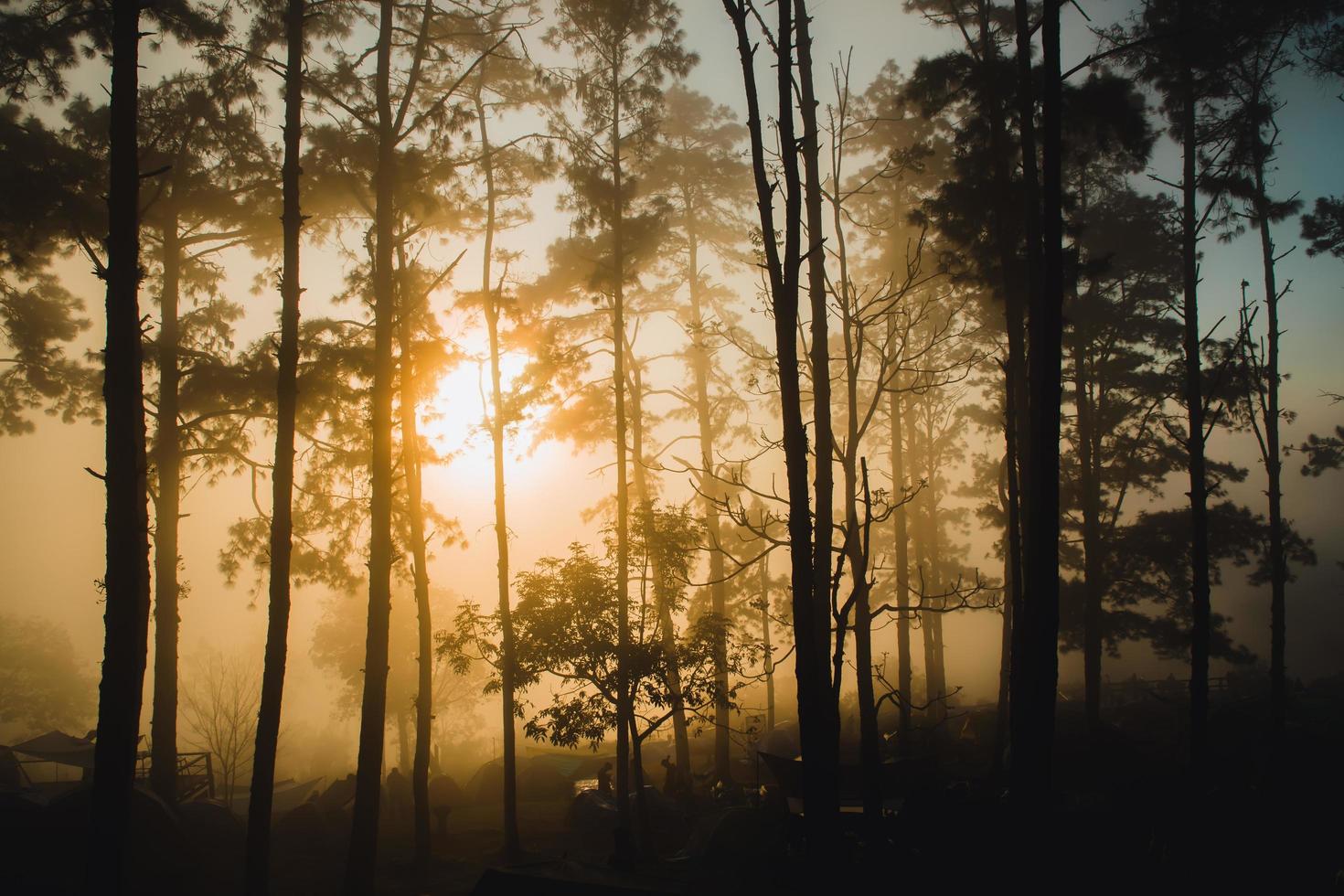 pine landscape pictures with the sunlight, the nature is beautiful photo