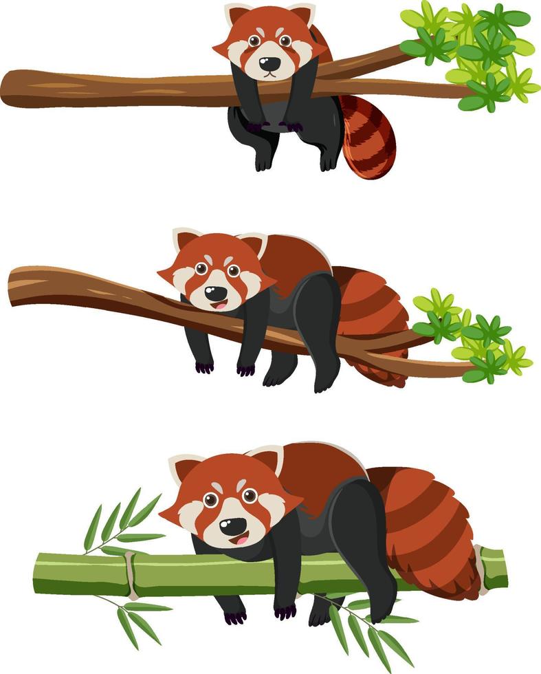 Red pandas on tree branches vector