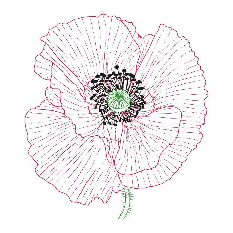 California poppy flowers drawn and sketch with line-art on white backgrounds. vector