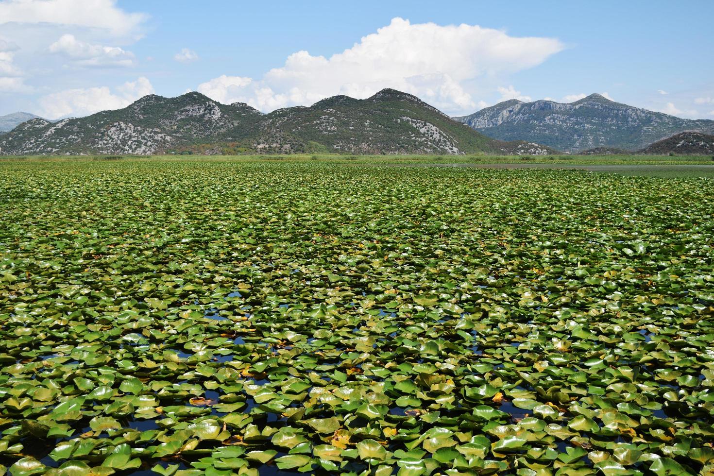 skadar lake in Montenegro , overgrown with water lilies photo