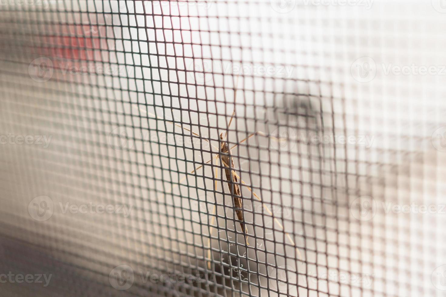 mosquito net wire screen on house window protection against insect photo