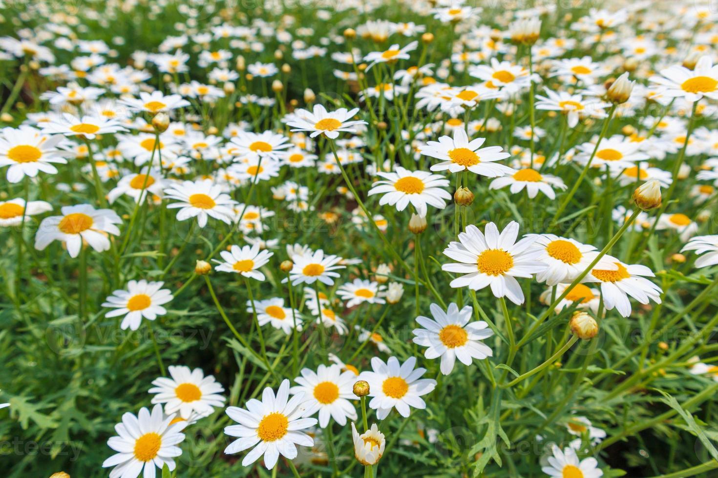 hermoso campo de flores de margarita de manzanilla blanca en prado verde foto