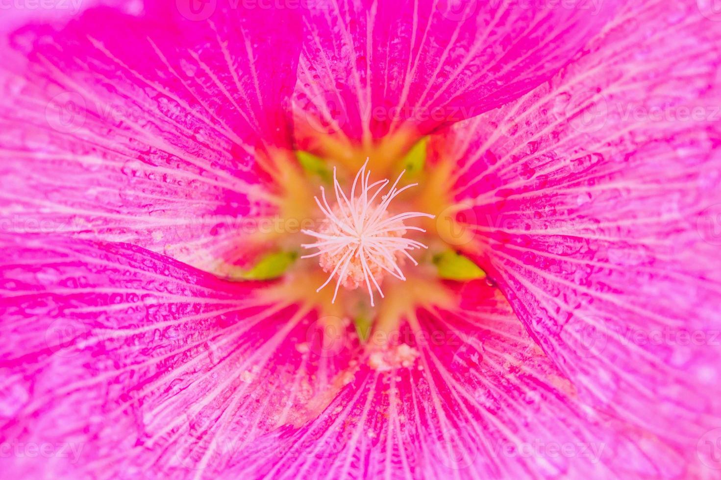 Closeup Beautiful Pink flower hollyhock blossoms photo