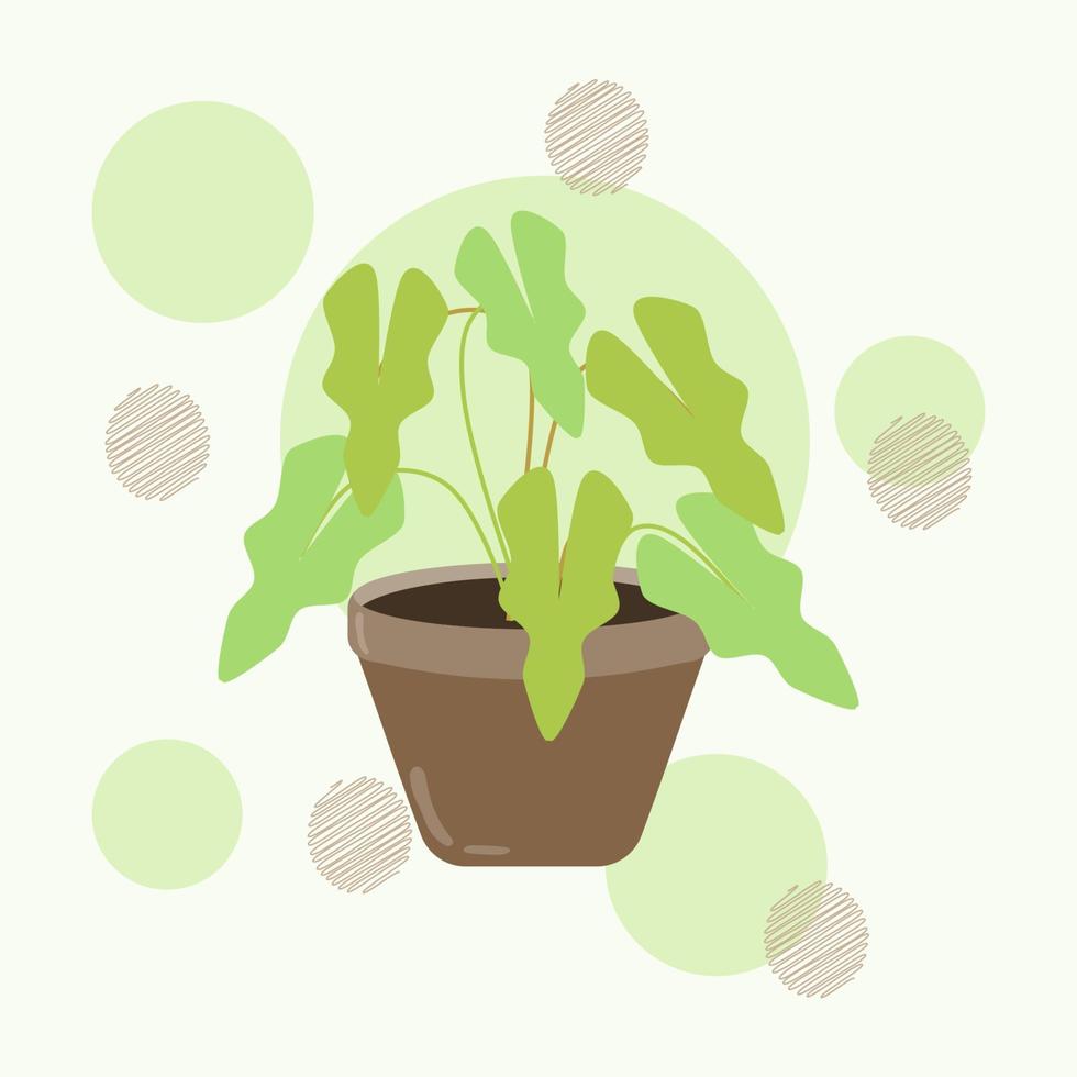 hojas de mini alocasia dibujadas a mano o planta de oreja de elefante en una olla de cerámica. plantas de interior aisladas para el fondo interior. vector