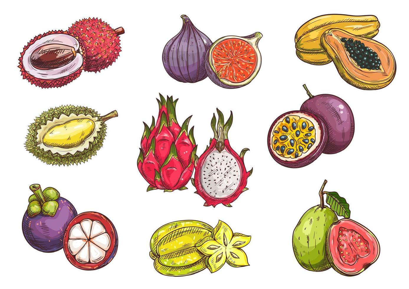 frutas tropicales y exóticas dibujadas a mano vector