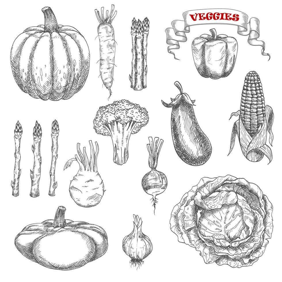 Ripe farm vegetables sketches set vector