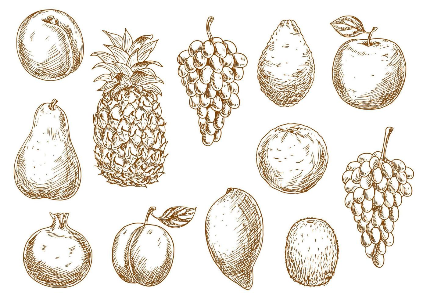 boceto de frutas frescas para el diseño agrícola vector