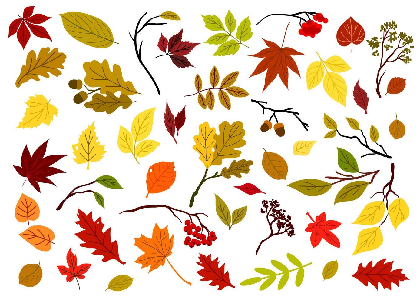 Autumnal leaves, berries and herbs vector