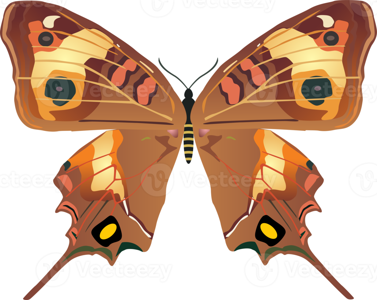 butterflies spicies Element png