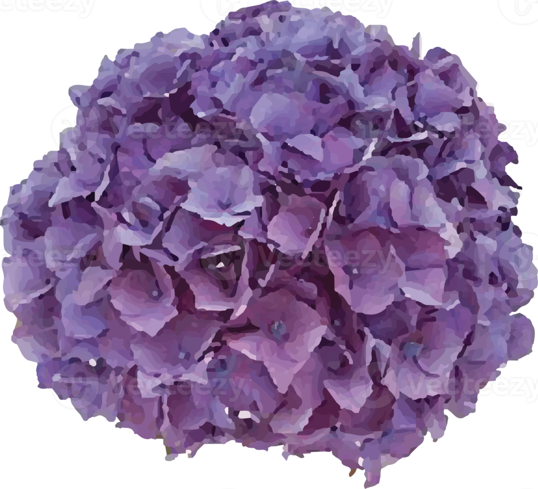 fleur d'hortensia fraîche png