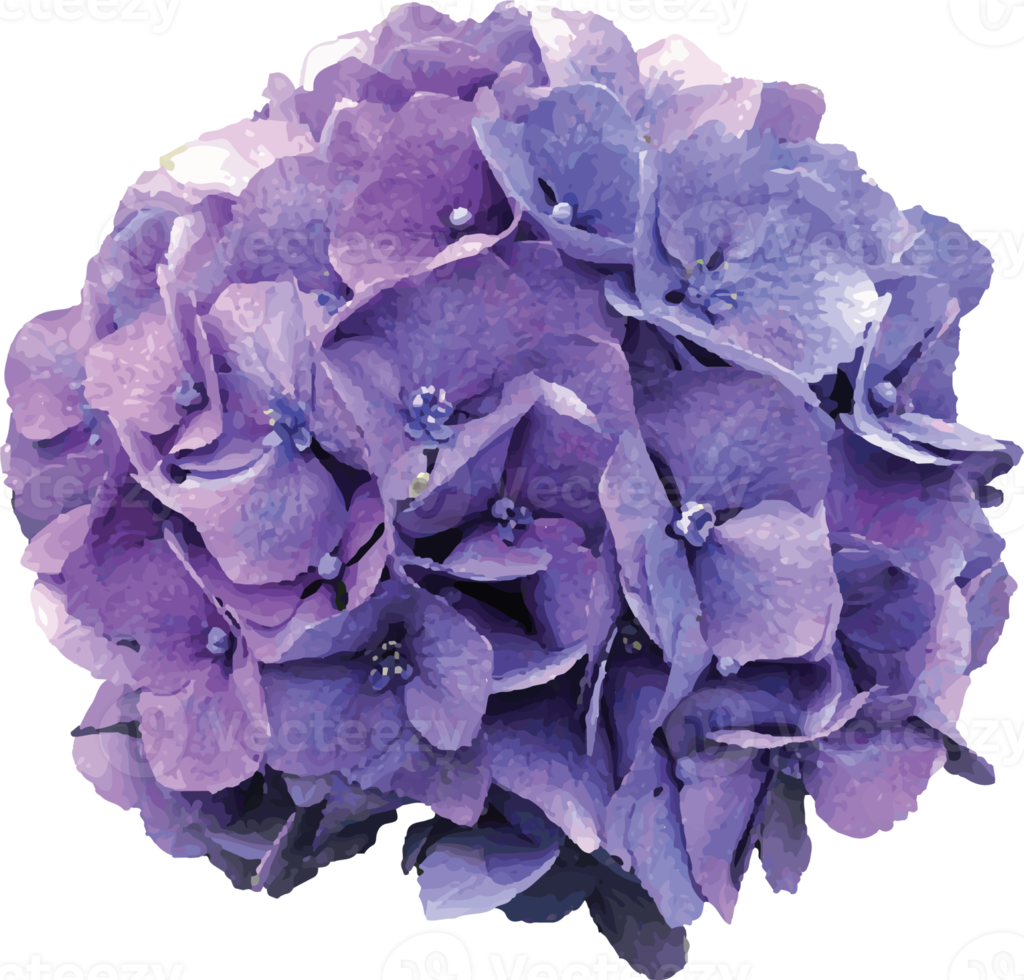 vers hortensia bloem png