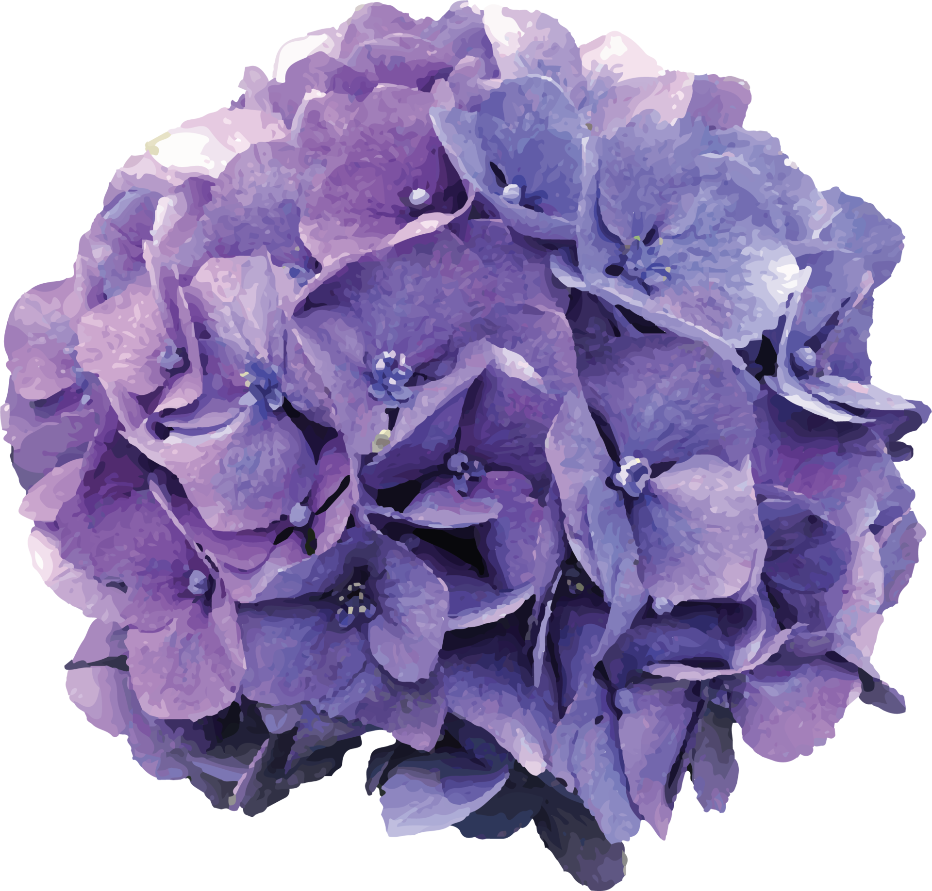 Fresh Hydrangea Flower 11675130 PNG