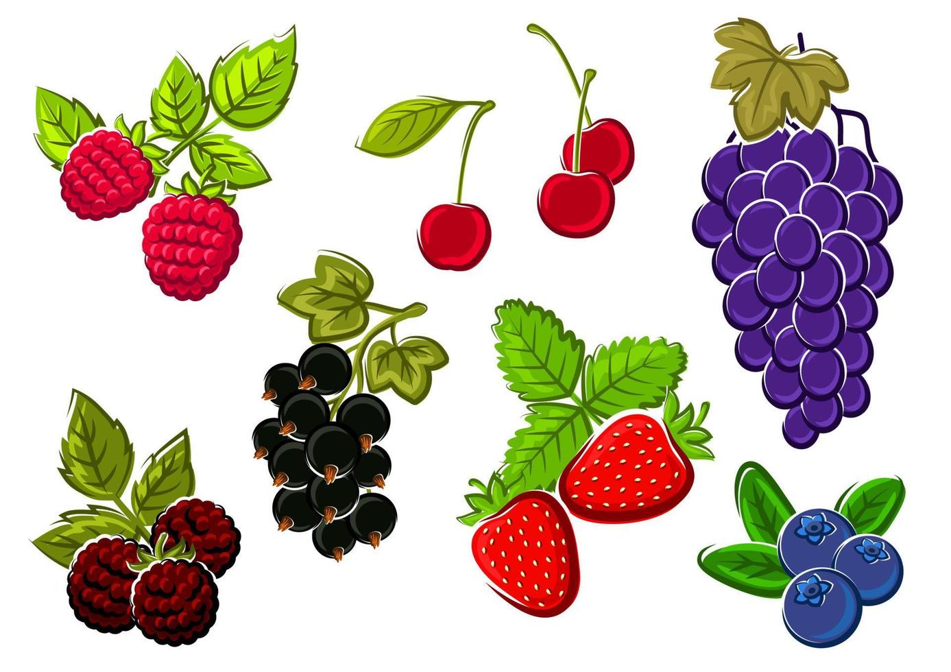 Isolated garden and wild berries fruits vector