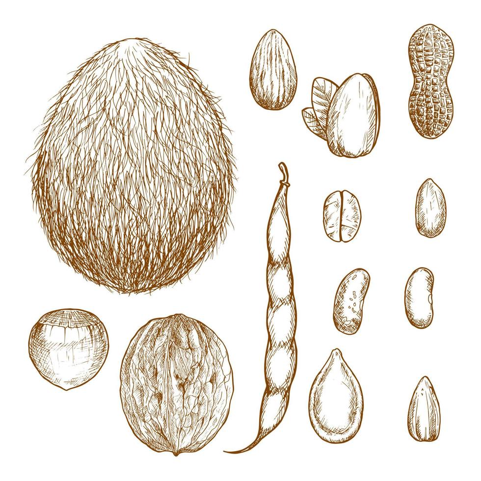 Sketches of nuts, beans and seeds vector