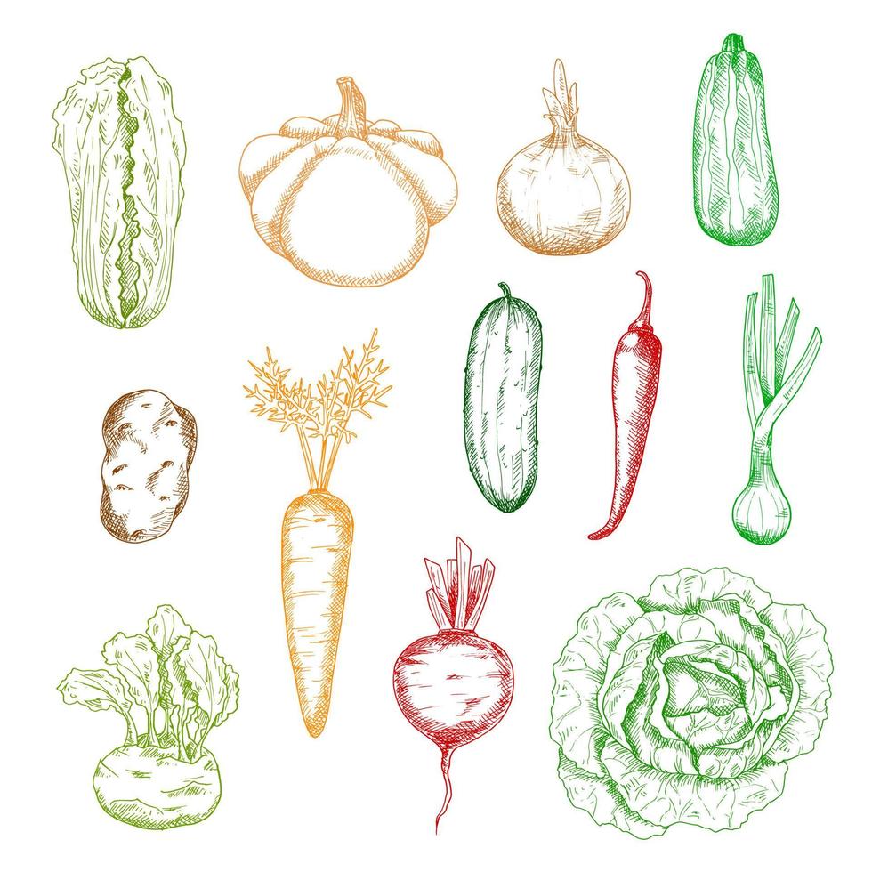 Sketches of isolated farm vegetables vector