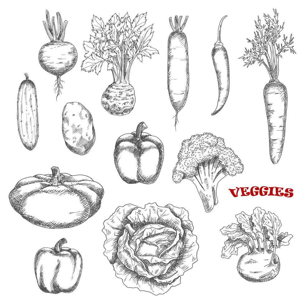 iconos de boceto de verduras de granja saludables vector