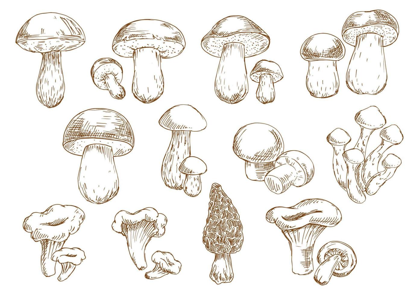 Edible mushrooms sketch drawing icons vector