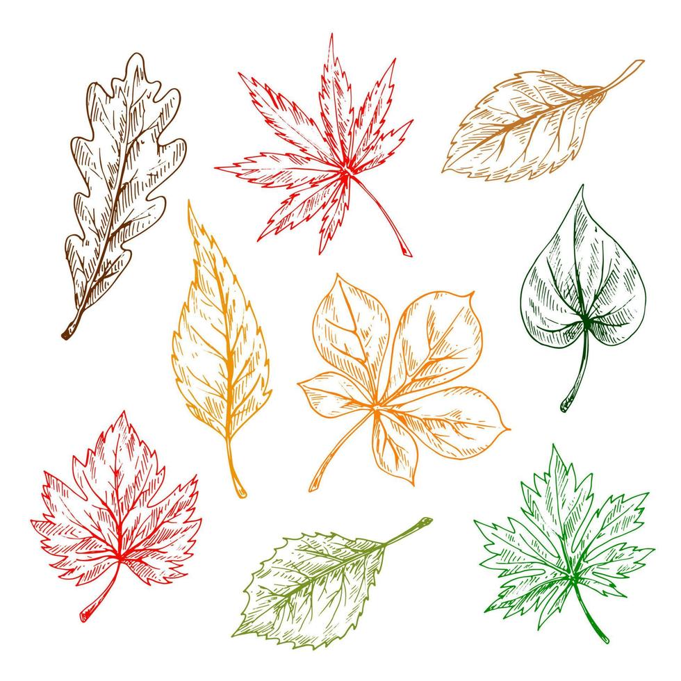 Leaves sketches set. Hand drawn illustration vector