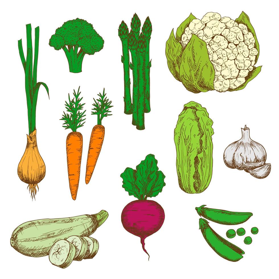 bocetos de color retro de verduras de granja vector