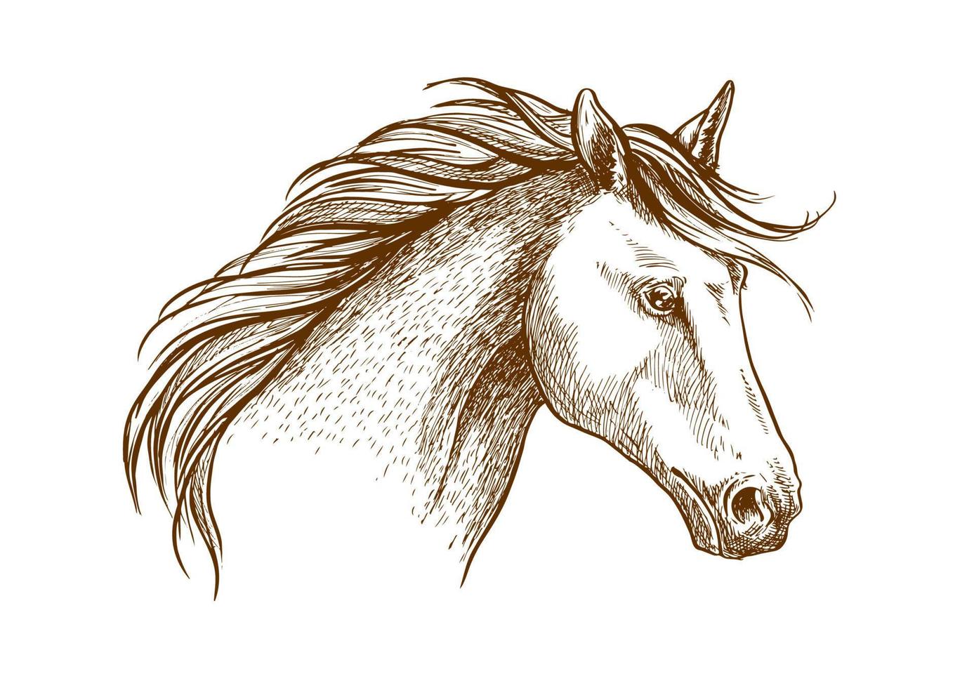 caballo, bosquejo, icono, de, árabe, semental vector