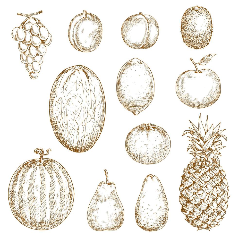 Sketches of fresh harvested fruits vector