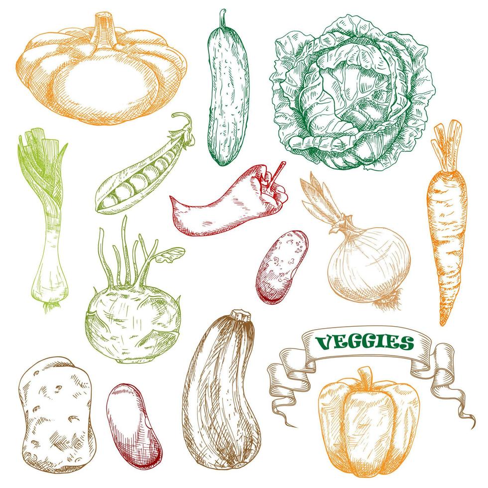 verduras esbozadas de colores para el diseño de la agricultura vector