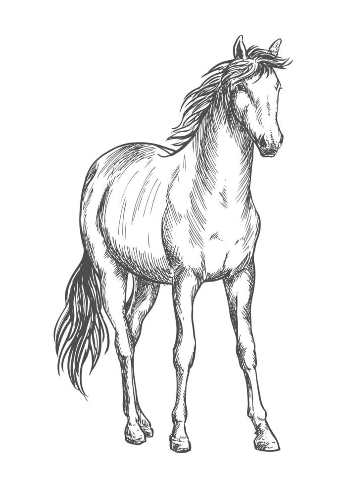 Satnding white horse sketch portrait vector