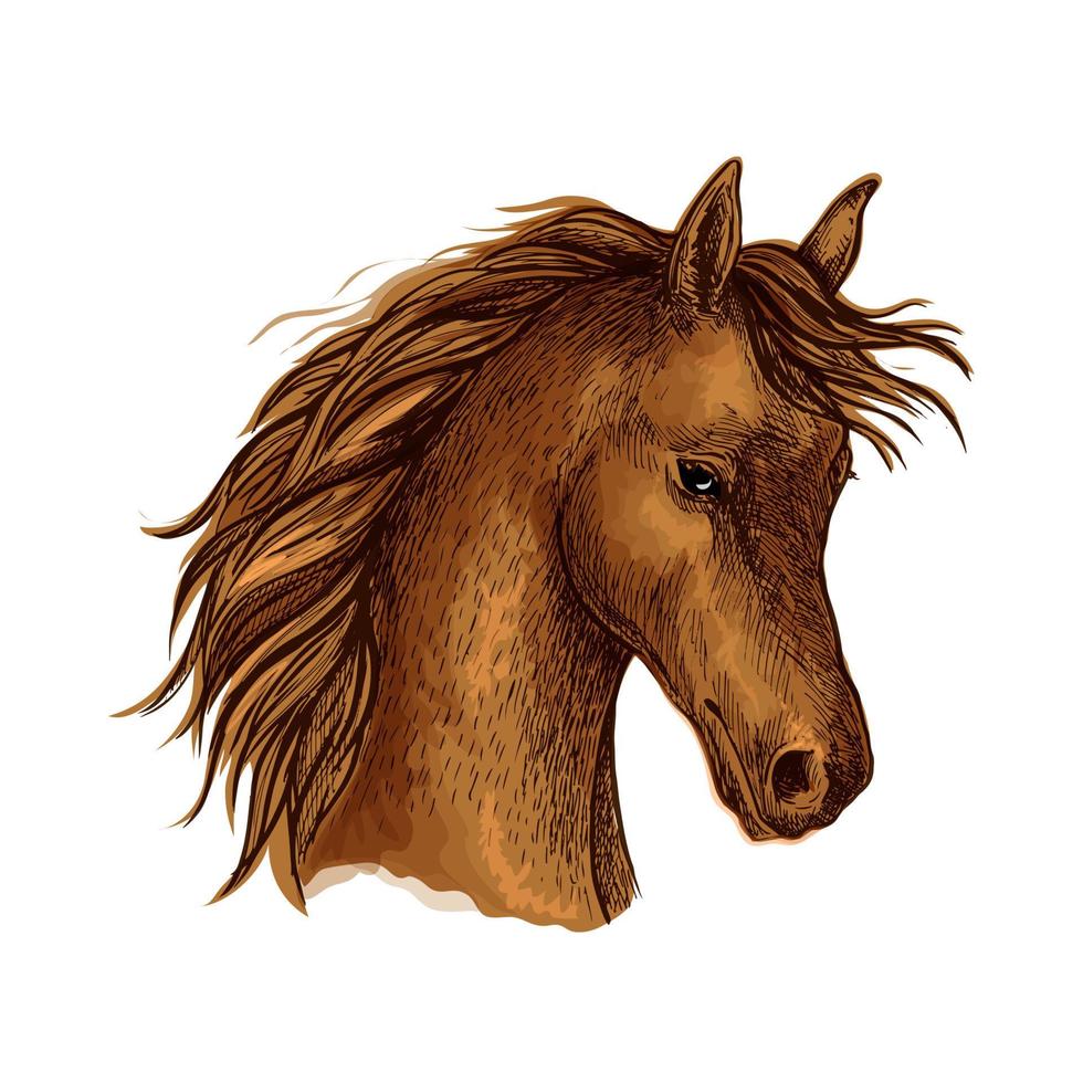 Brown arabian horse sketch for equine sport design vector