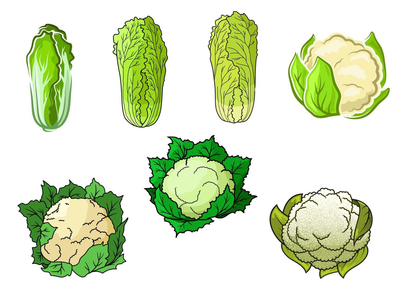 verduras de coliflor y col china vector