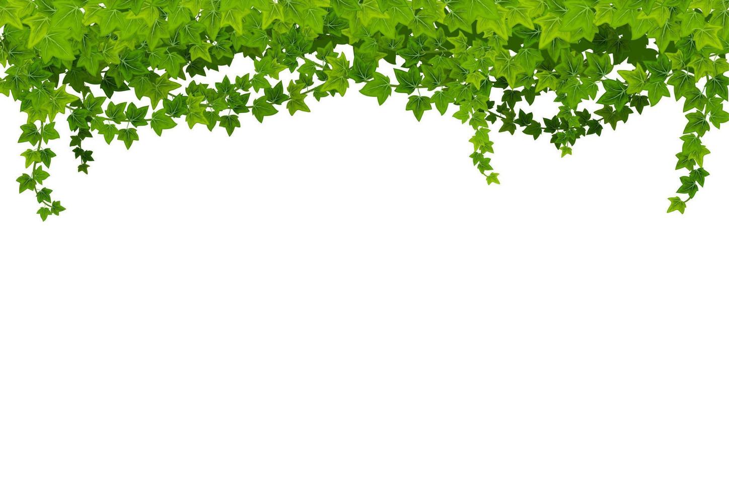Ivy lianas with green leaves, vector background