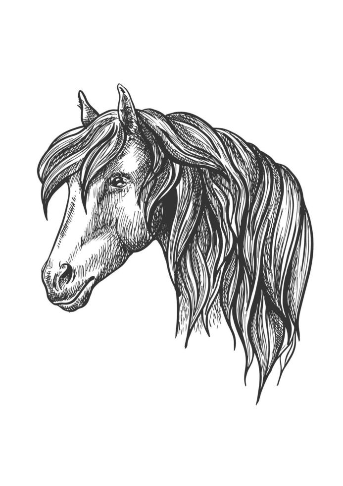 Calm looking horse head sketch with curly mane. vector