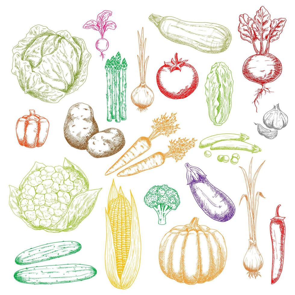 Sketch icons of freshly harvested vegetables vector