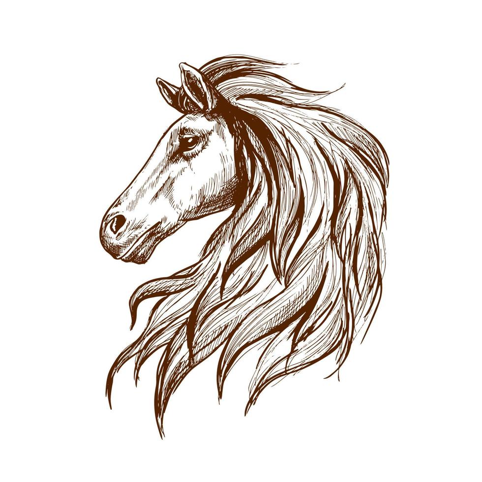 Sketch profile of arabian horse head vector