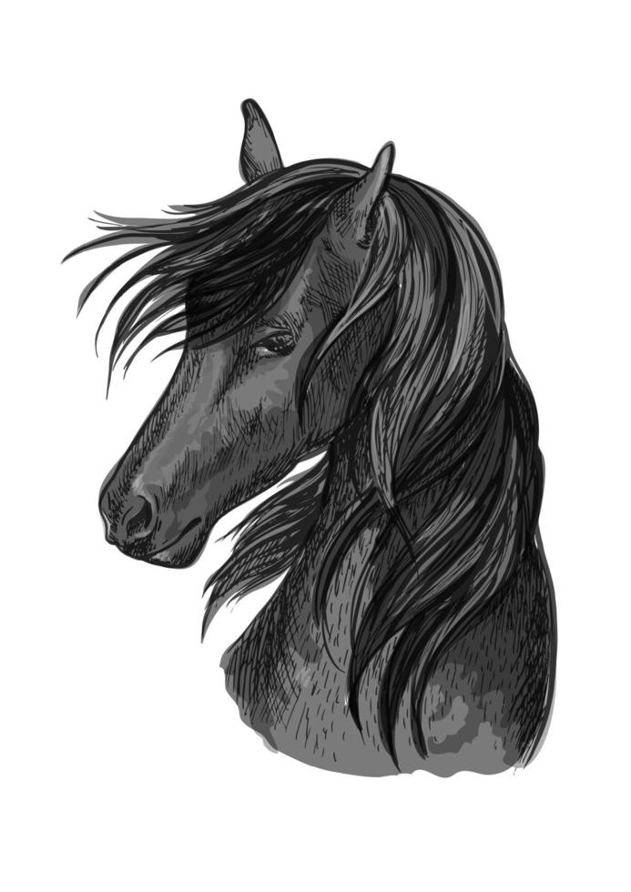 Horse head sketch of black arabian stallion vector