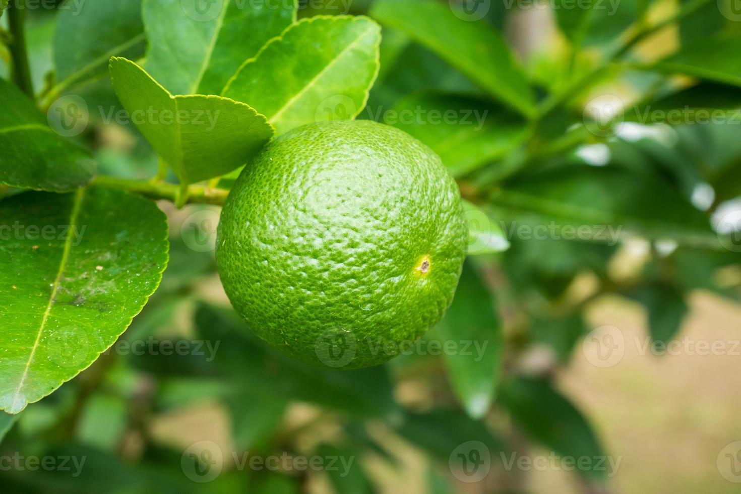 Fresh green lemon limes on tree in organic garden photo