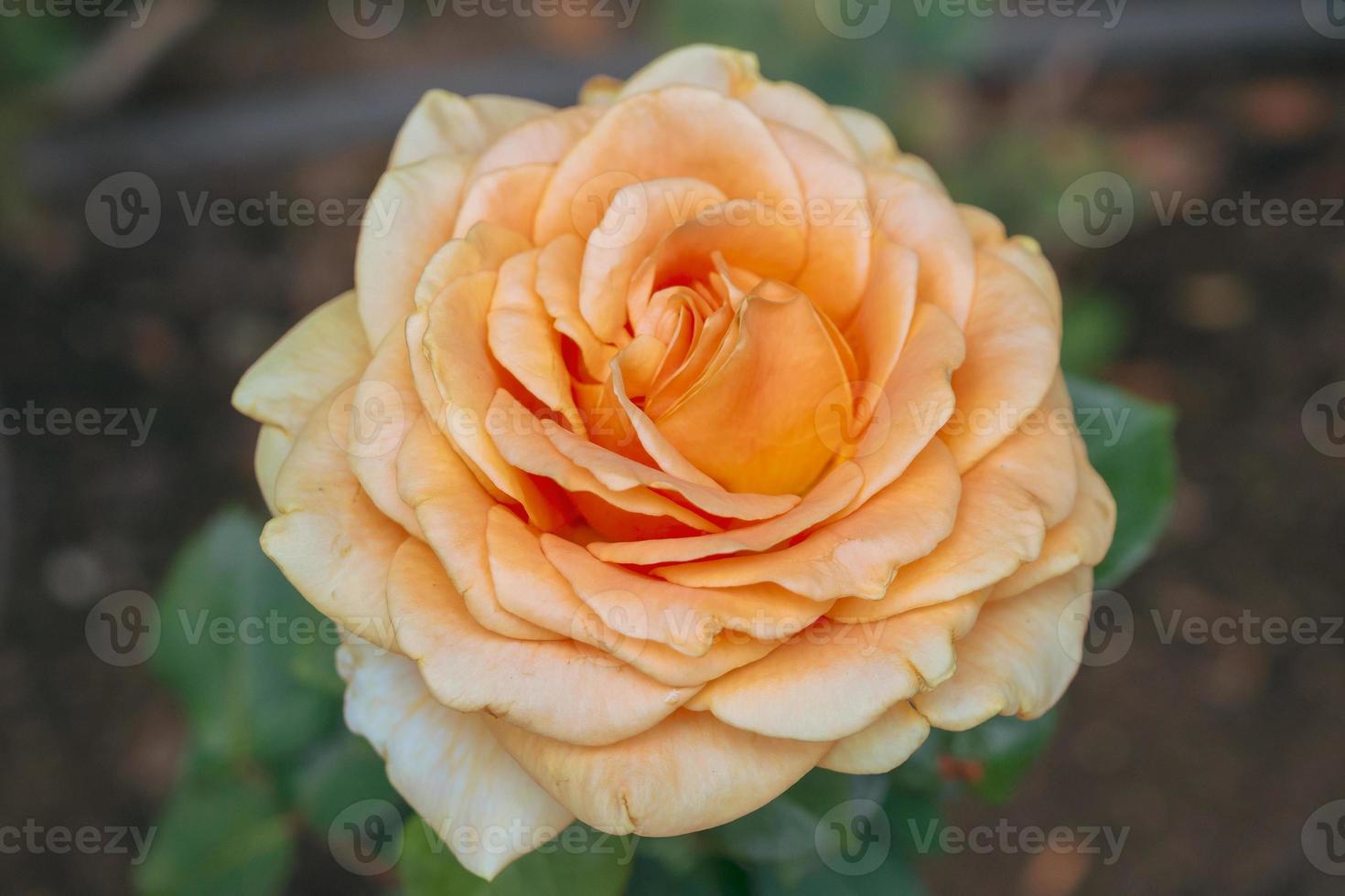 Beautiful fresh natural roses in flower garden photo