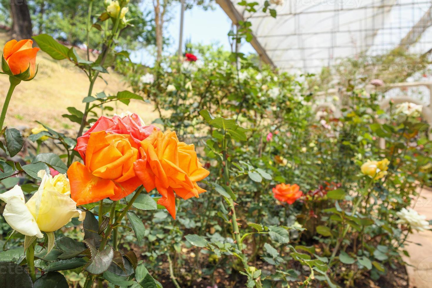 Beautiful fresh natural roses in flower garden photo