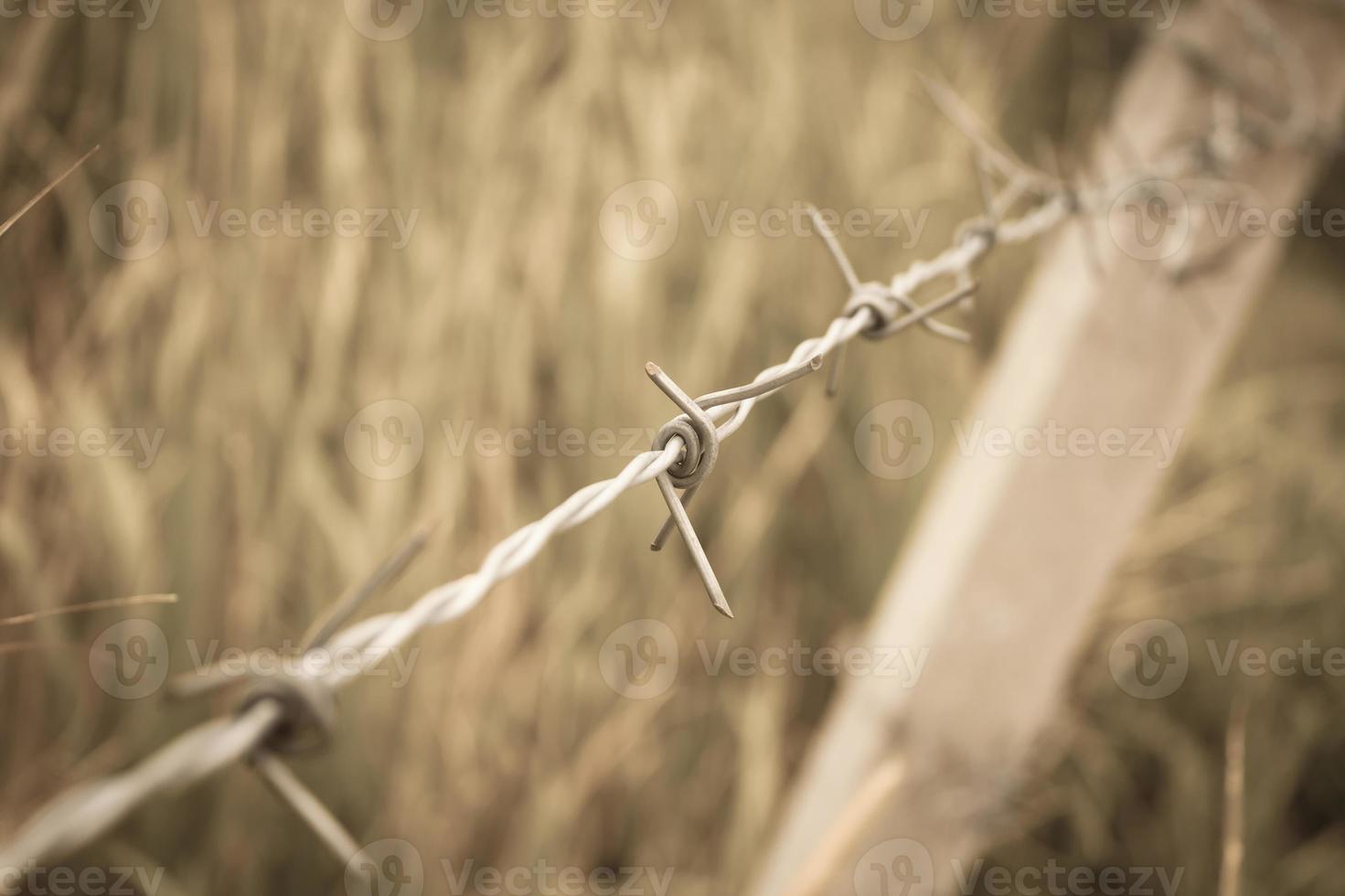 Barbed wire fence and green field closeup photo